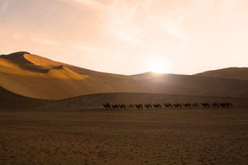 Fototapeta na wymiar Camel caravan going through the sand dunes in the Gobi Desert, C