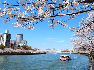 Naklejka premium 春の毛馬桜之宮公園