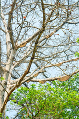 Honeycomb or beehive on the big tree in forest