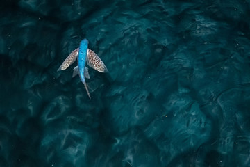 Flying Fish at night