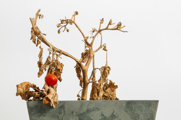 Tomate 4