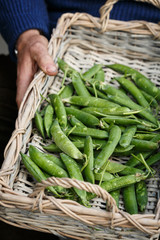 Gardener holds a basket of fresh peas