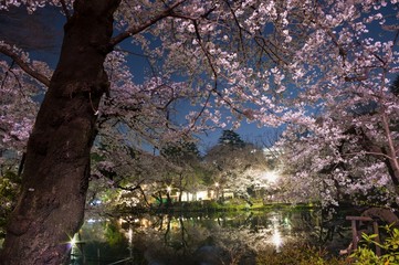 Obraz na płótnie Canvas Tokyo,cherry blossoms in night,Pink,reflection of the pond.