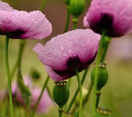 Fototapeta premium Raindrops on beautiful pink poppies