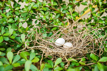 Bird eggs and net, Nest Zebra dove (Geopelia striata).