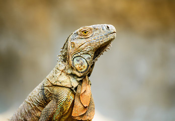 Close-up view of iguana on the tree.
