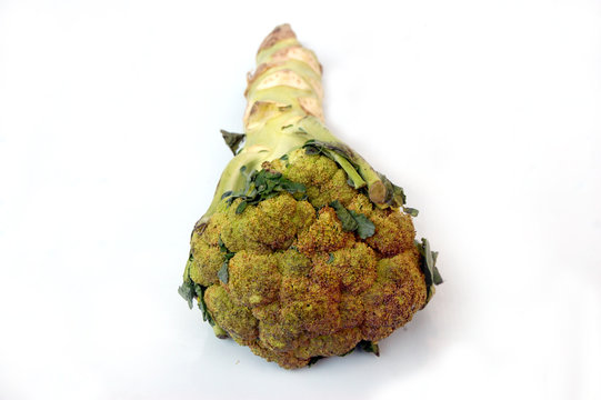 Broccoli vegetable image showing the top and stem