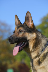 german sheepdog portrait