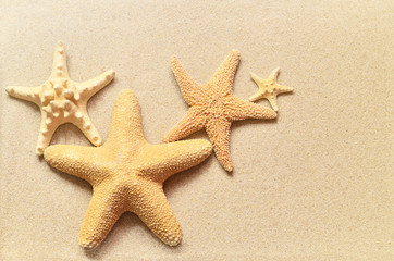Fototapeta na wymiar Summer beach. Family of starfish on the sand.