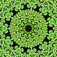 Abstract duckweed pattern background.