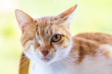 Fototapeta premium Injured cat with only one eye