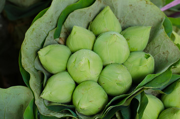 fresh lotus bud bouquet in flower market (Pak Klong Talad, Thail