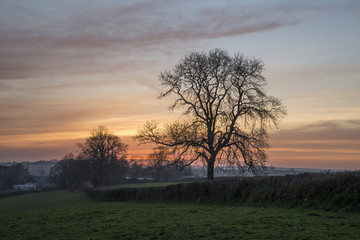 Tree in fields at sunset , Cornwall, UK