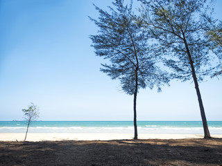 Fototapeta na wymiar tree in front of the sea shore