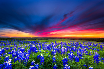 Sunset on Sugar Ridge Road, Ennis, TX - 81440089