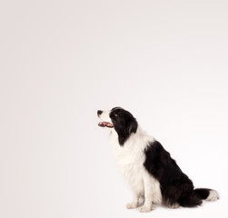 Cute border collie with copy space