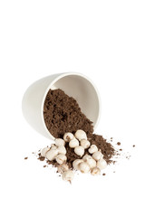 Sparaxis bulbs in a pot isolated on white background 