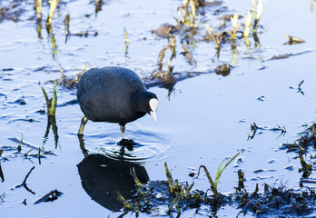 Coot. Wading bird found on waterways of British Isles.