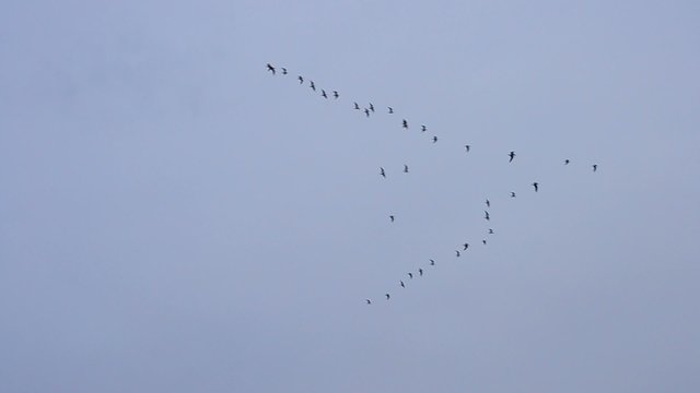 Birds flying in V-formation on background of blue sky