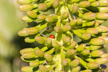 Ladybird on giant yellow flower