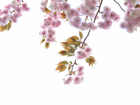 八重の桜