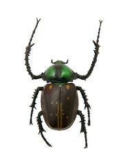 Cheirotonus jansoni beetle