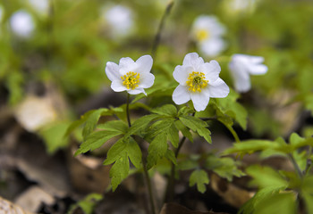 Anemone nemorosa