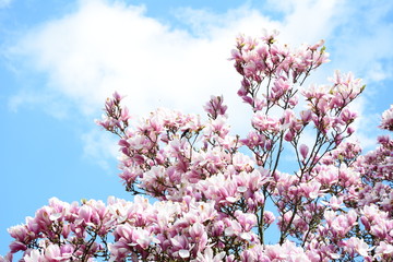 Magnolien