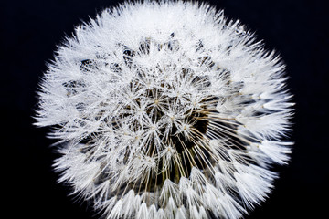 Macro fiore soffione tarassaco © fabio