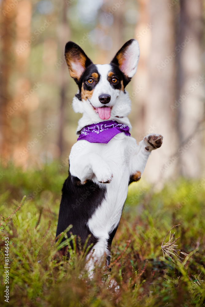 Sticker beautiful corgi dog in a bandana