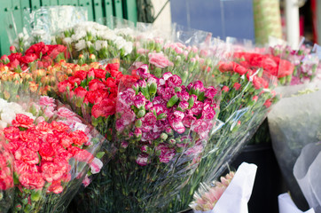 Beautiful carnation in flower market, Thailand