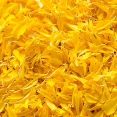 The yellow flower marigold multi petal background