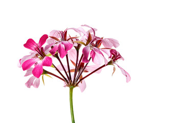 Fototapeta na wymiar Geranium Flower