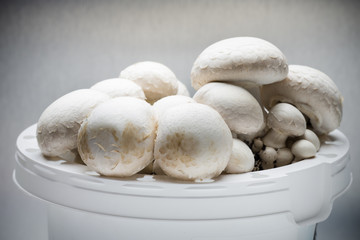 Champignon.