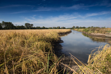 Golden paddy rice field ready for harvest