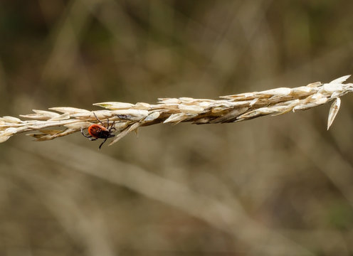 Zecke im trockenen Gras