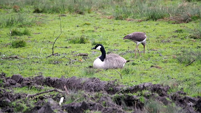 An American Ibis searches for food next to a Canada Goose