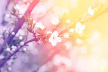 Fototapeta na wymiar flowering cherry sakura