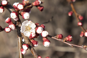 flowering fruit tree branches