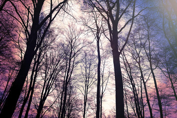 Abstrakter Wald Textur