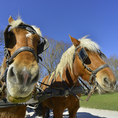 Portrait de deux chevaux Haflinger d'attelage