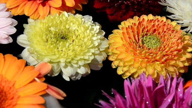 Bunte Blumen im Wasser