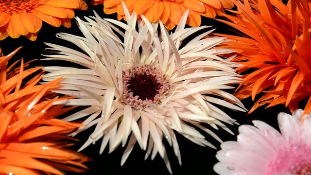 Bunte Blumen im Wasser