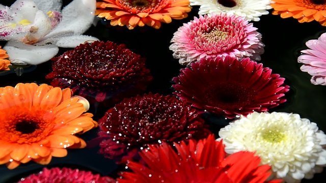 Bunte Blumen im Wasser