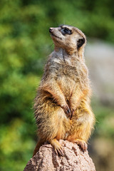 merkat suricata sitting and watching some predator