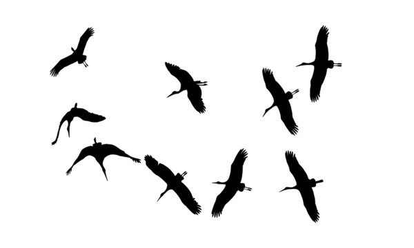 sigogne - oiseau - 01