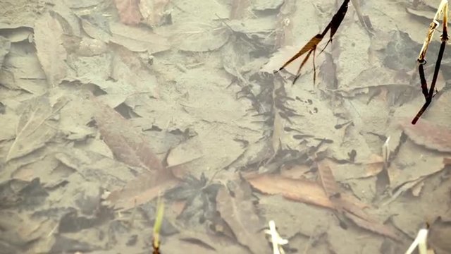 元気に泳ぐおたまじゃくし