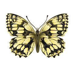 Butterfly  Melanargia galathea vector