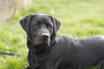 Labrador Retriever