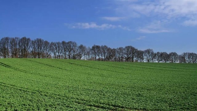 Canola field, time lapse: spring to autumn